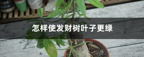 怎样使发财树叶子更绿