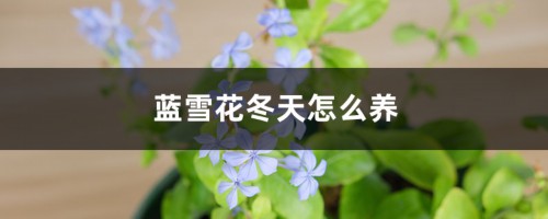 蓝雪花冬天怎么养