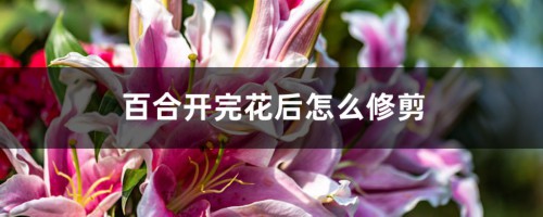 百合开完花后怎么修剪