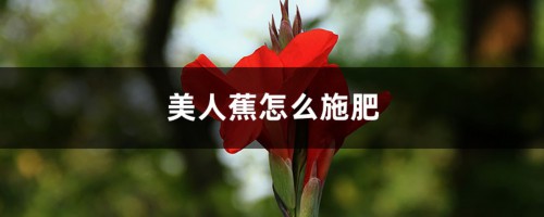 美人蕉怎么施肥